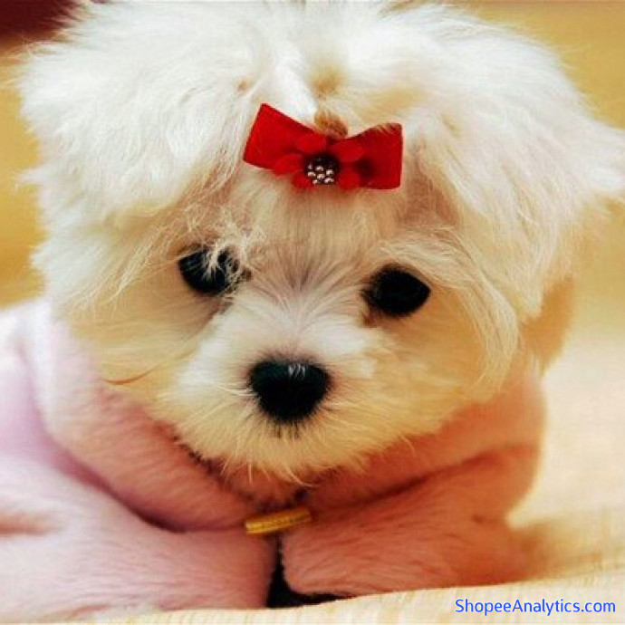 Xem mã giảm giá Lovely Pet Family