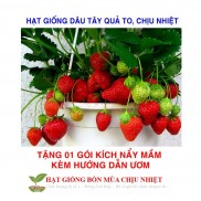 Hạt giống Dâu tây Nhật quả TO, siêu ngọt (100 hạt)