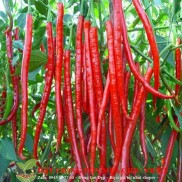Hạt giông ớt dài hàn quốc 30 hạt ĐẾN MÙA TRỒNG TẾT