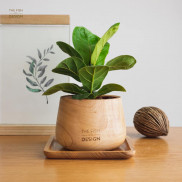 (HOT) Cây Bàng Singapore để bàn