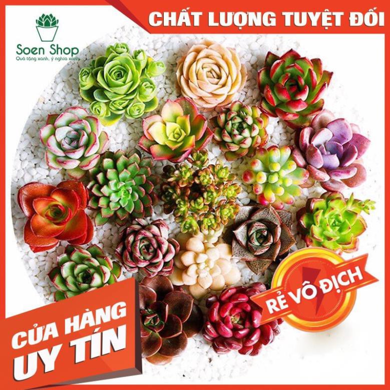 (HOT) COMBO 10 loại sen đá mini mix ngẫu nghiên không trùng