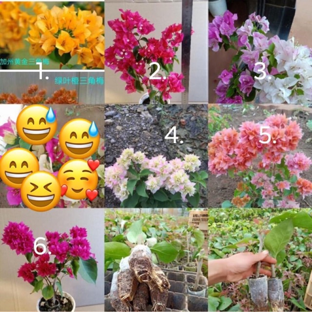 Cây hoa giấy giống -Không giao dc 19 tỉnh Miền Nam