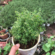 Cây xạ hương thyme - cây gia vị âu ( ảnh thật) -Không giao dc 19 tỉnh Miền Nam