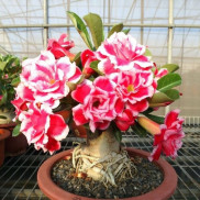 Cây giống sứ thái