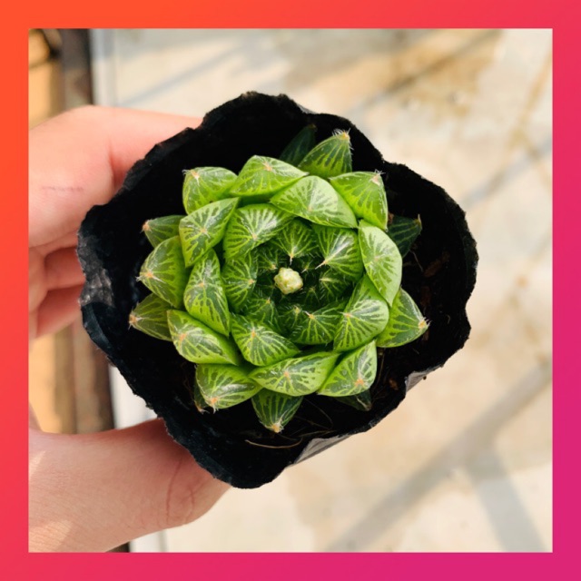 SEN ĐÁ DẠ QUANG |FREESHIP| XUẤT XỨ ĐÀ LẠT, ĐÃ THUẦN KHÍ HẬU, SIÊU KHỎE, ĐẸP, LỖI 1 ĐỔI 1