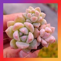 SEN ĐÁ DÙ HỒNG SIZE MINI |FREESHIP| XUẤT XỨ ĐÀ LẠT, THUẦN KHÍ HẬU, KHOẺ ĐẸP LỖI 1 ĐỔI 1