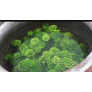 cây Tiểu Bảo Tháp - cây thủy sinh không cần co2 và nền