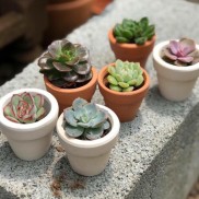 Chậu sen đá mini gồm cây và chậu