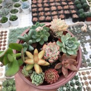 SET 5 cây sen đá ngẫu nhiên khác loại |FREESHIP| SENĐÁ ĐÀ LẠT, ĐÃ THUẦN KHÍ HẬU, SIÊU KHOẺ ĐẸP, LỖI 1 ĐỔI 1