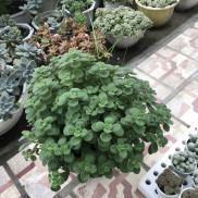 Cành ươm Sen Đá Nhất Mạt Hương