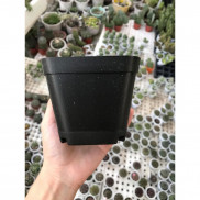 Chậu nhựa trồng sen đá, xương rồng size 10x10 cm