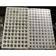 Vỉ xốp ươm hạt giống, cây giống, lá mầm 95%