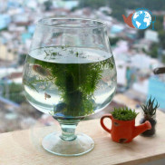 HCLC4-Bể cá thủy tinh D10 CM X H12 CM chậu cây ly chân-Tặng kèm rong và sỏi
