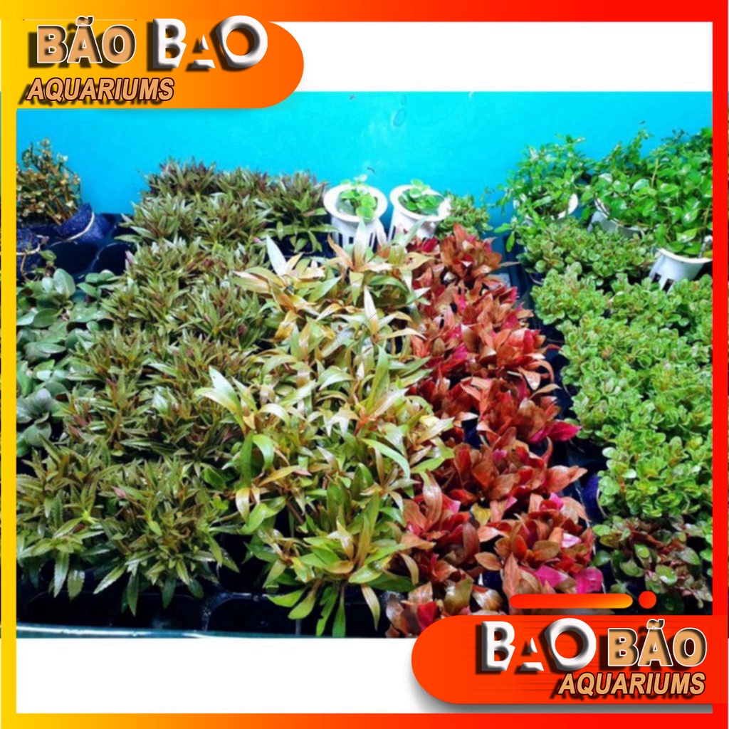 Combo 5-10 bụi cây thuỷ sinh lá cạn ( khoảng 10-20  ngọn/ bụi bất kỳ) | Phụ kiện cá cảnh, Thủy sinh |