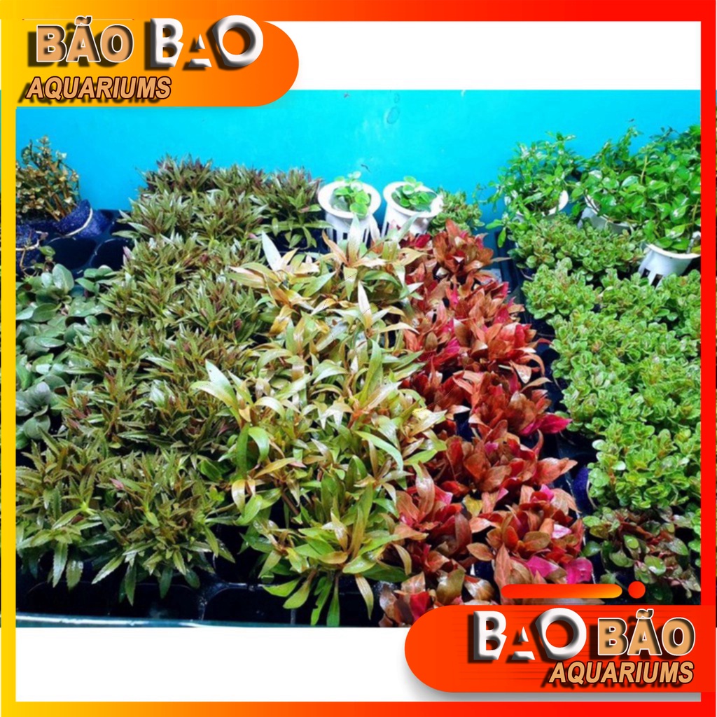 Combo 10 bó cây thuỷ sinh cắt cắm các loại (100-200 ngọn )
