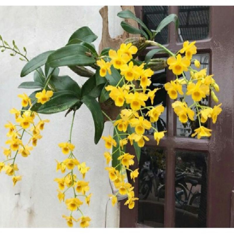 Lan Hoàng lạp rất đẹp thơm 1 bó