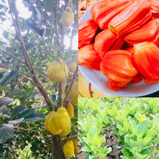 Cây giống Mít Ruột Đỏ Sơ Đỏ Malaysia ươm tại Bến Tre